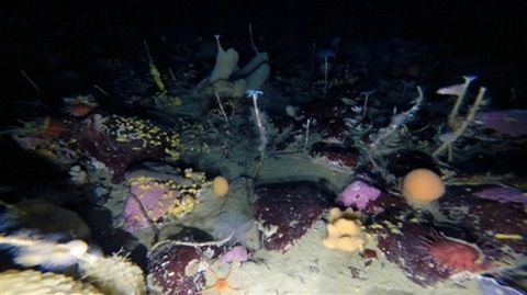 El hielo esconde una Ant�rtida llena de vida