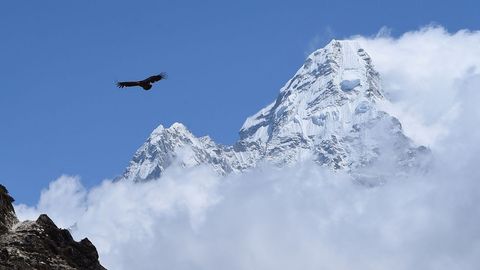 Un buitre volando sobre el Everest