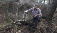 Los depredadores excavan y se cuelan por debajo de las vallas. 