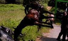 Momento en que era retirado con una gr�a el equino muerto, junto a una pista de Cadr�n.