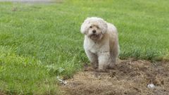 Imagen de archivo de un perro