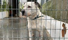 C�sper, en la protectora de Lugo