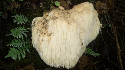 Melena de len (Hericium erinaceus) ecolgica cultivada en madera