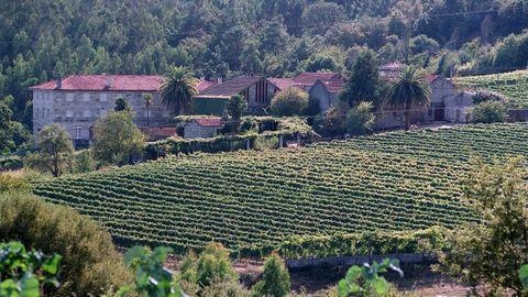 El uso de la agricultura 4.0 en el vi�edo ayuda a mejorar la gesti�n en cuestiones como la aplicaci�n de fertilizantes