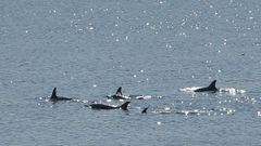 Delfines en la playa de San Lorenzo.Delfines en la playa de San Lorenzo