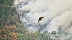 Un ave rapaz huye del fuego de Dagaña (Asturias), a 21 de agosto de 2025, en Anllarinos del Sil, León, Castilla y León (España