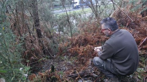 Punto conflictivo en Sedes. El punto de mayor irrupcin de jabales est localizado en la parroquia naronesa de Sedes, al que acceden desde el antiguo recinto militar de A Carreira, en el que hace unos das se pudo ver seis ejemplares.