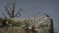 Un ejemplar de gorrin sobre un muro del castillo de Eirs. Los huecos sirven de lugares de cra de una colonia de entre 12 y 15 parejas, que el Ayuntamiento tratar de proteger a sugerencia del grupo naturalista Hbitat.
