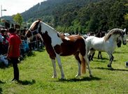 En Noia se mantiene la feria caballar de San Marcos.
