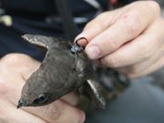 Por �ltimo le colocan un aparato en su espalda. 