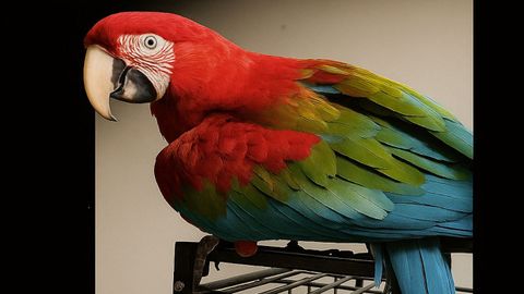 Lola, el guacamayo perdido. 