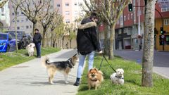 Foto de archivo de una persona paseando a sus perros durante el primer Estado de Alarma, en Lugo