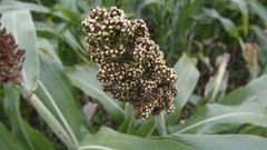 El sorgo forrajero es uno de los cultivos que fue introducido en la Costa da Morte para obtener ayudas de la PAC