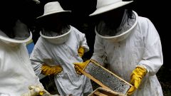 Miel de Galicia acoge a 350 apicultores, que comercializan anualmente a trav�s de 35 empresas envasadoras unas 350 toneladas de miel procedentes de 32.000 colmenas.