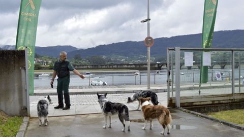 Espectacular despliegue de la Guardia Civil en Pontedeume. 