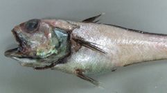 Una tesis identifica en el banco de Galicia 139 especies de peces