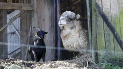Pipo, el dromedario, junto a una de las cabras que viven en la granja. 