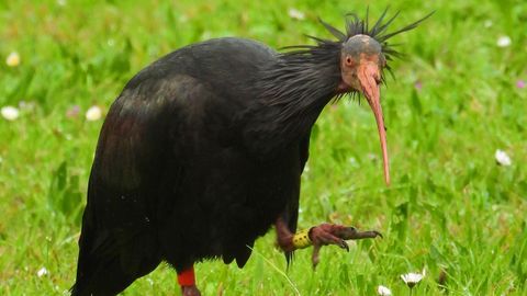 Ca&ntilde;a&iacute;lla suele buscar comida en la zona del paseo de Noia y del campo de f&uacute;tbol