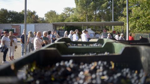 Cajas de uvas recién vendimiadas a la llegada de los suscriptores a Bodegas Petrón