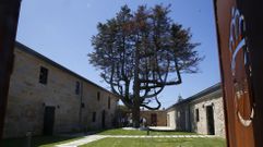 El abeto blanco del pazo de Quint�ns, en Noalla, en Sanxenxo