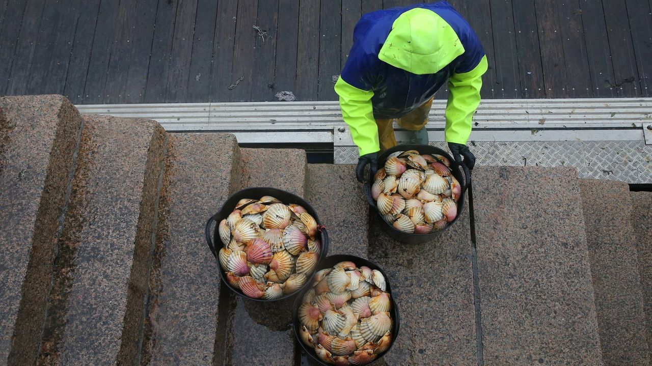 Una «demanda brutal» y poco producto en el mar: la vieira arousana no brillará esta Navidad