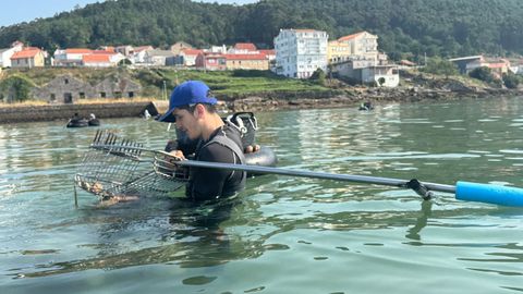 Regreso de los mariscadores de Muros a la actividad tras remitir la toxina