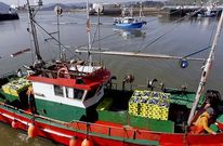 Doscientas embarcaciones gallegas est�n autorizadas a pescar xarda en aguas del Cant�brico.