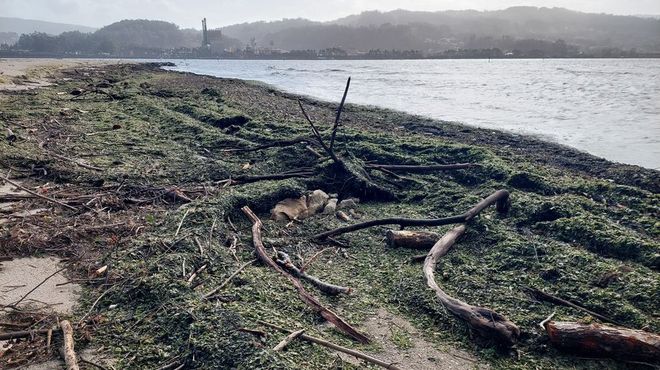 Playa de Lourido llena de maleza arrastrada por los r�os al mar y empujada por las olas a la orilla este viernes