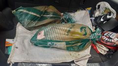 Las cr�as de cerdo, metidas en los sacos