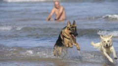 Dos perros jugando en la Playa de San Lorenzo de Gij�n, en noviembre