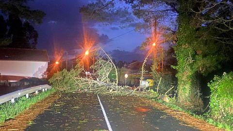 Ca�da de un �rbol que deja aislados a un taller, siete viviendas y la estaci�n de tren de Franza en Mugardos