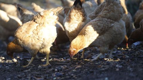 Imagen de archivo de unas gallinas