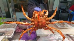 Flojo debut de la centolla en A Coru�a