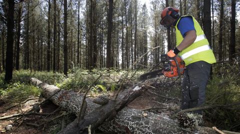Tambi�n a la hora de sacar las ramas hay que tomar precauciones; puede haber accidentes.