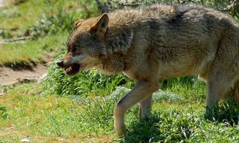 El lobo busca en Galicia h�bitats formados por mosaicos vegetales para ocultarse del hombre.