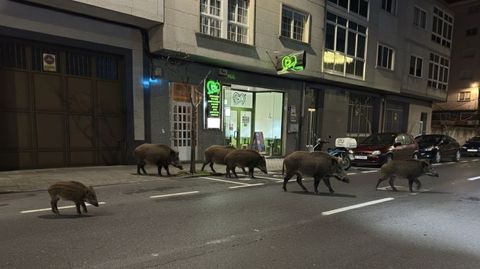 Como se ve en esta imagen, captada en la calle San Pedro, el grupo de jabales estaba formado por cinco ejemplares adultos y una cra