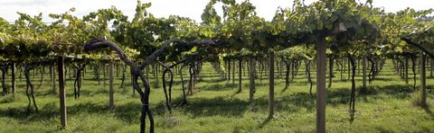 Las condiciones sanitarias de la vid y de la uva son este a�o excelentes, de ah� que el sector tenga muchas esperanzas puestas en la nueva cosecha. 