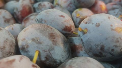 Ciruelas fraile
