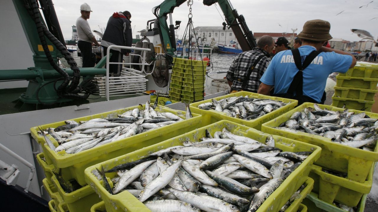 Pesca recorta el cupo de sardina en el norte, a la espera de repartir el del sur