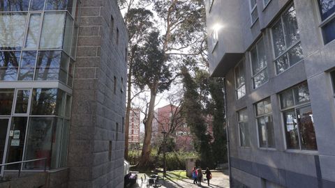 Los eucaliptos entre los edificios de Fene.