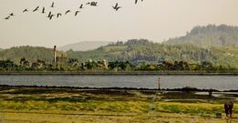 Propuesta ganadora para la integraci�n paisaj�stica de Ence. 