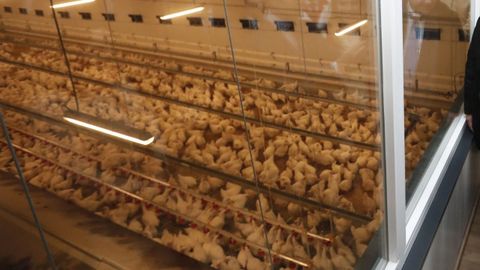 Las granjas de pollos van a m�s en los �ltimos tiempos en varios municipios