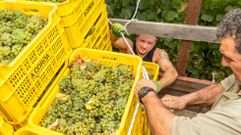 A Coroa inici el pasado lunes la vendimia en la finca A Sobreira. 