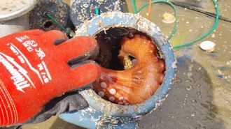 Pulpo en cacharros decomisados por Gardacostas en la zona de A Guarda (foto de archivo).