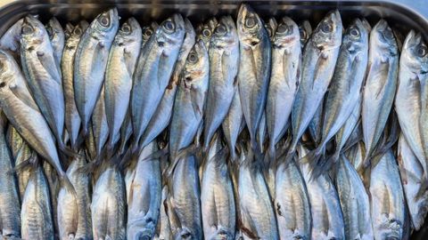 Tanto Olleros como Dom�nguez reinvidican el valor culinario de los conocidos como pescados humildes, como la sardina, la caballa y el jurel
