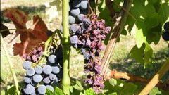 Vi�edo afectado por flavescencia dorada