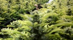 El para�so de la marihuana est� en Washington