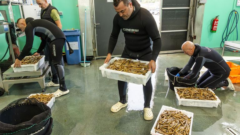 Mariscadores de a flote en Corcubi�n, este viernes, con las capturas de navaja.
