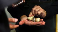 El sello de calidad del berberecho de Noia lleva apenas dos meses en funcionamiento 