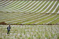 Algunas empresas agrarias, como Horticina, no han dejado de crecer en los �ltimos a�os. 